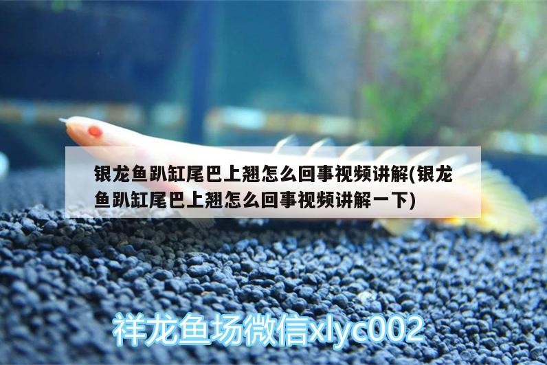 銀龍魚趴缸尾巴上翹怎么回事視頻講解(銀龍魚趴缸尾巴上翹怎么回事視頻講解一下)