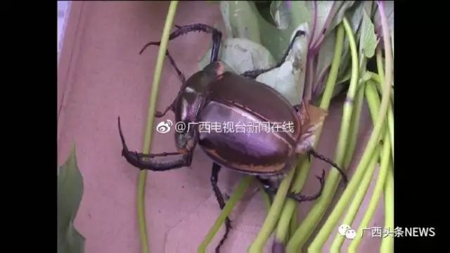 上饒紅龍魚價格2688貴嗎？