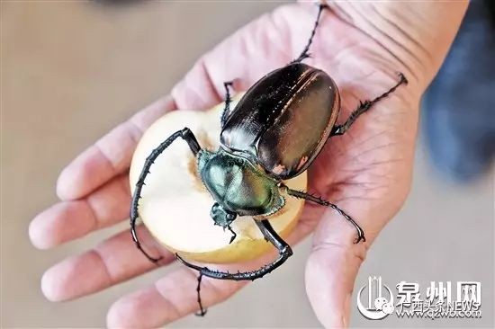 上饒紅龍魚價格2688貴嗎？