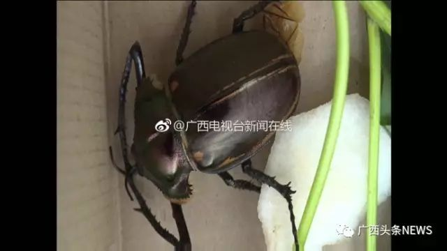 上饒紅龍魚價格2688貴嗎？