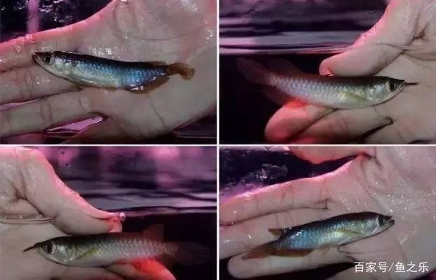 怎樣挑選紅龍魚好壞：挑選紅龍魚好壞的詳細(xì)指南：紅龍魚的挑選技巧和標(biāo)準(zhǔn) 怎樣挑選紅龍魚好壞：挑選紅龍魚好壞的詳細(xì)指南：紅龍魚的挑選技巧和標(biāo)準(zhǔn) 紅龍魚百科 第4張