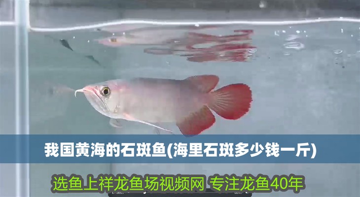 四大名龍魚