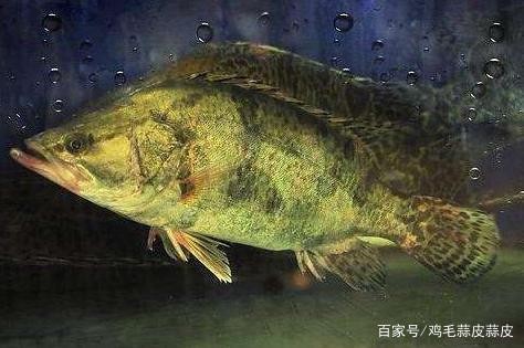 四大名龍魚