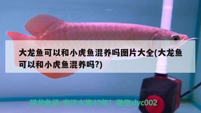 大龍魚可以和小虎魚混養嗎圖片大全(大龍魚可以和小虎魚混養嗎?)