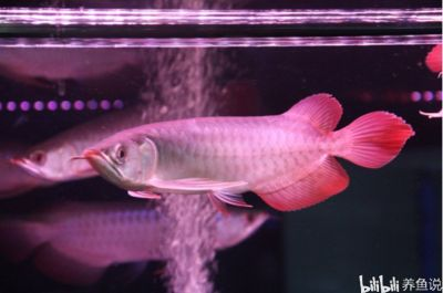紅龍魚怎么養發色最好看的：如何養出最好看的紅龍魚發色