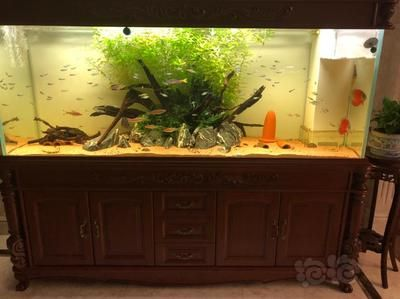 純凈水桶自制魚缸：純凈水桶自制魚缸教程 純凈水桶自制魚缸：純凈水桶自制魚缸教程 魚缸百科 第4張