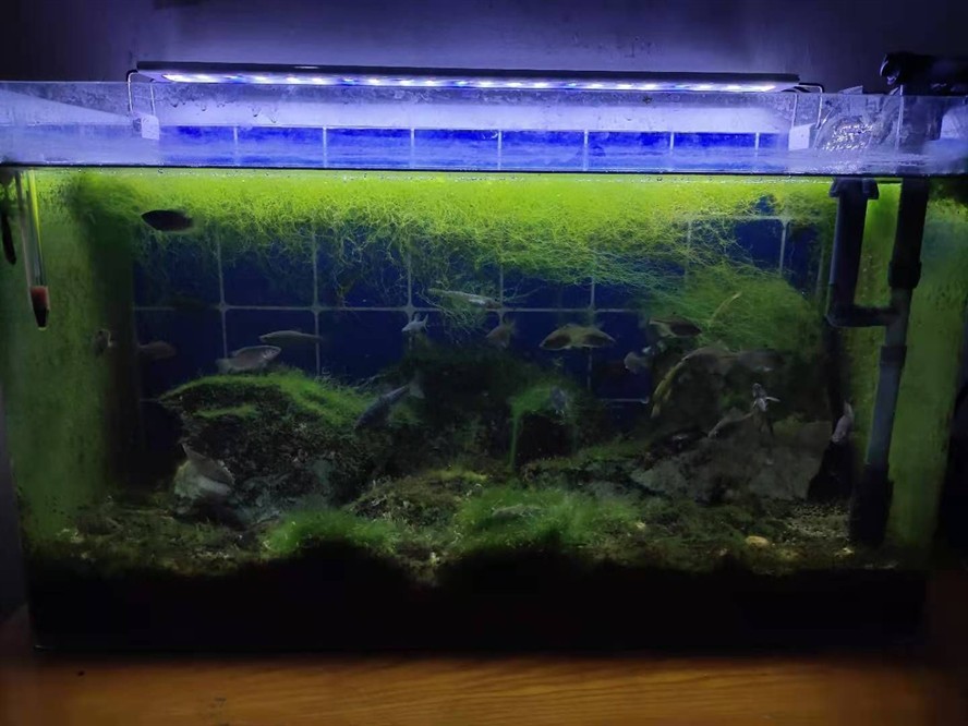 1.2米魚缸加多少鹽好：1.2米魚缸加多少鹽
