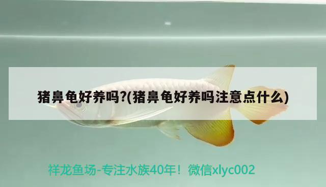 豬鼻龜好養嗎?(豬鼻龜好養嗎注意點什么)
