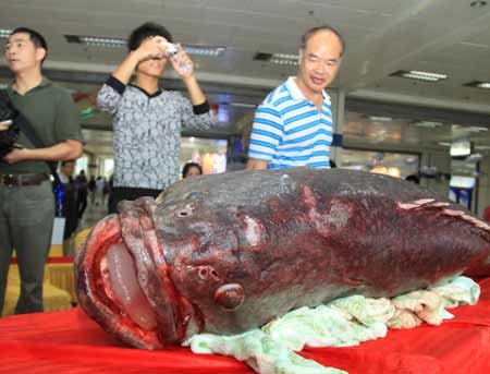 100斤龍躉石斑魚價(jià)格表