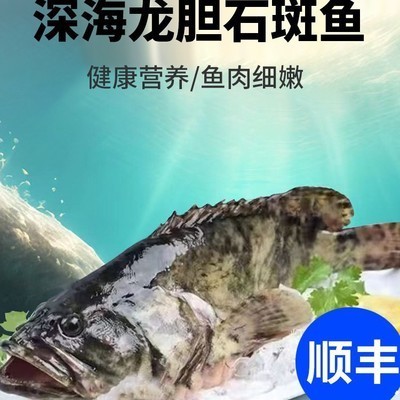 100斤龍躉石斑魚價(jià)格表