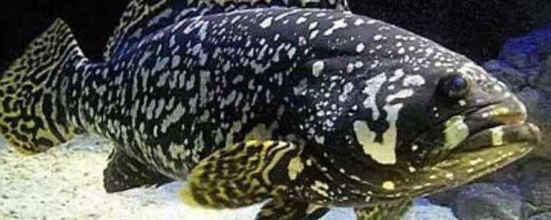 100斤龍躉石斑魚價(jià)格表