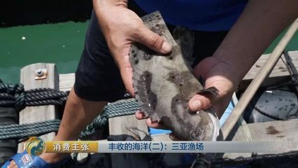 100斤龍躉石斑魚價(jià)格表