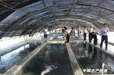 100斤龍躉石斑魚價(jià)格表