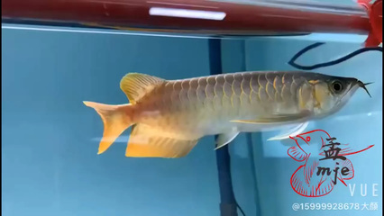 來賓<strong><mark>水族器材</mark></strong>濾材(魚缸濾材批發)