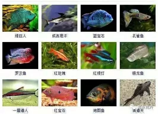 100種常見觀賞魚