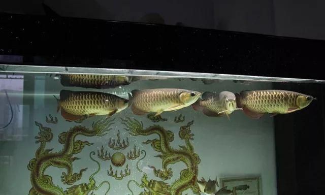 安康龍魚vs祥龍魚場（安康龍魚和祥龍魚場是兩個不同的概念，分別涉及魚類的種類和分類）