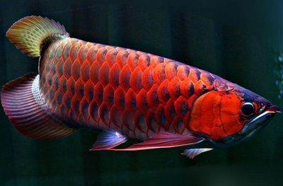 安康龍魚vs祥龍魚場（安康龍魚和祥龍魚場是兩個不同的概念，分別涉及魚類的種類和分類）