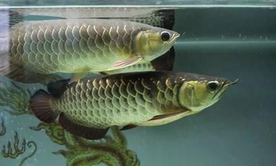 安康龍魚vs祥龍魚場（安康龍魚和祥龍魚場是兩個不同的概念，分別涉及魚類的種類和分類）