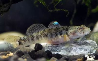 四川吻蝦虎魚：四川吻蝦虎魚的飼養(yǎng)方法