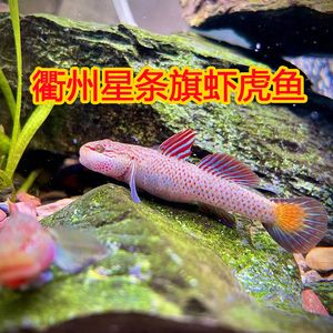 四川吻蝦虎魚：四川吻蝦虎魚的飼養(yǎng)方法