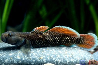 四川吻蝦虎魚：四川吻蝦虎魚的飼養(yǎng)方法