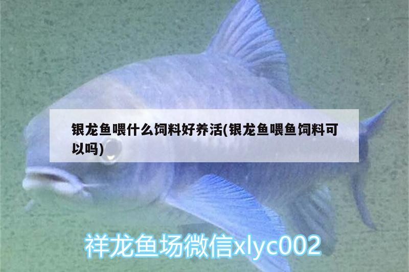 銀龍魚喂什么飼料好養活(銀龍魚喂魚飼料可以嗎) 銀龍魚喂什么飼料好養活(銀龍魚喂魚飼料可以嗎) 銀龍魚百科