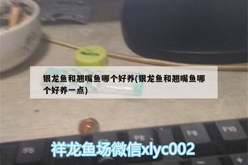 銀龍魚和翹嘴魚哪個好養(銀龍魚和翹嘴魚哪個好養一點)