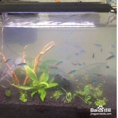 祥龍魚場水族館加盟費多少（祥龍魚場水族館加盟費多少錢）