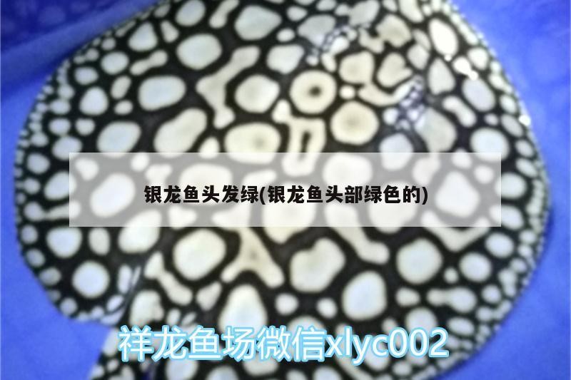 魚缸過濾器選購指南:自制魚缸過濾器魚缸上置過濾器對于養魚愛好者的必備知識 銀龍魚頭發綠(銀龍魚頭部綠色的) 銀龍魚百科 銀龍魚頭發綠(銀龍魚頭部綠色的) 銀龍魚頭發綠(銀龍魚頭部綠色的) 銀龍魚百科