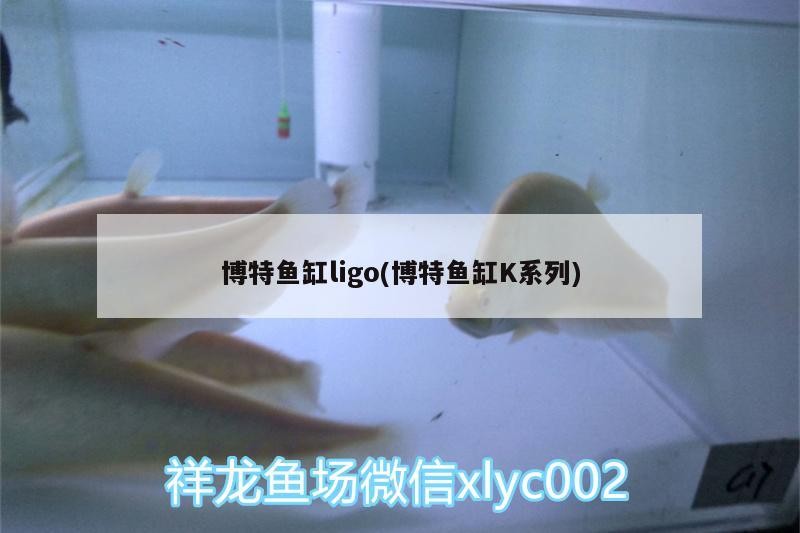 博特魚缸ligo(博特魚缸K系列)