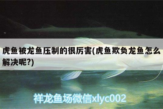 虎魚被龍魚壓制的很厲害(虎魚欺負龍魚怎么解決呢?)