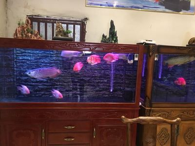 大型魚缸設計,大型魚缸安裝：智能家居與魚缸的結合