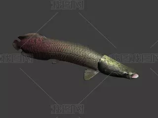 1～2厘米巨骨舌魚苗圖片
