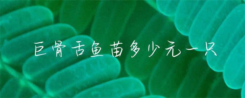1～2厘米巨骨舌魚苗圖片