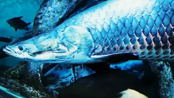 1～2厘米巨骨舌魚苗圖片