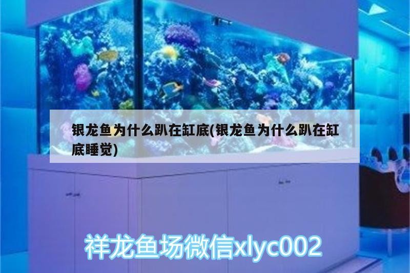 銀龍魚為什么趴在缸底(銀龍魚為什么趴在缸底睡覺)