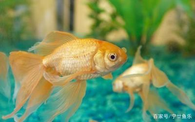 長沙艾博特（長沙艾博特機器人公司怎么樣）
