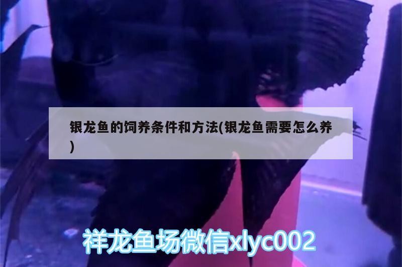 銀龍魚(yú)的飼養(yǎng)條件和方法(銀龍魚(yú)需要怎么養(yǎng))
