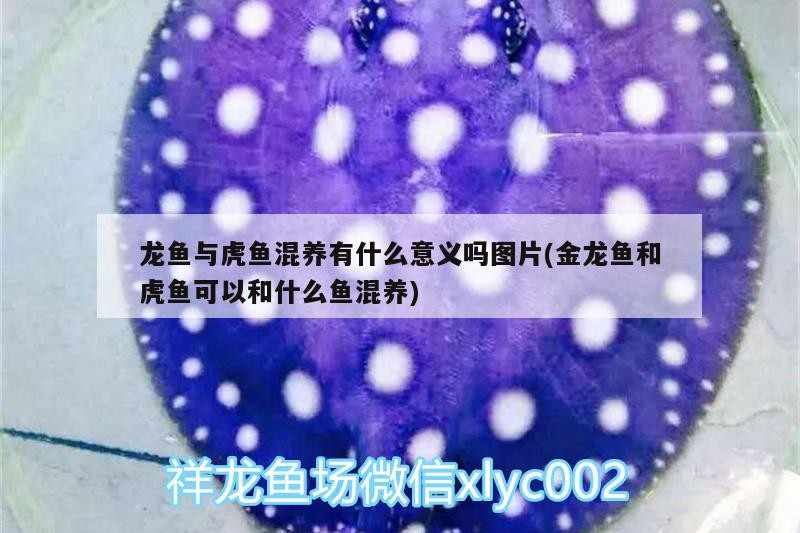 龍魚(yú)與虎魚(yú)混養(yǎng)有什么意義嗎圖片(金龍魚(yú)和虎魚(yú)可以和什么魚(yú)混養(yǎng)) 龍魚(yú)與虎魚(yú)混養(yǎng)有什么意義嗎圖片(金龍魚(yú)和虎魚(yú)可以和什么魚(yú)混養(yǎng)) 虎魚(yú)百科