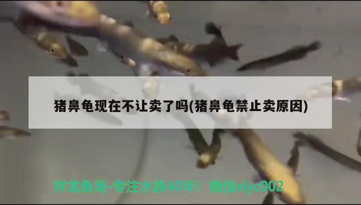 豬鼻龜現在不讓賣了嗎(豬鼻龜禁止賣原因) 豬鼻龜現在不讓賣了嗎(豬鼻龜禁止賣原因) 豬鼻龜百科 第2張