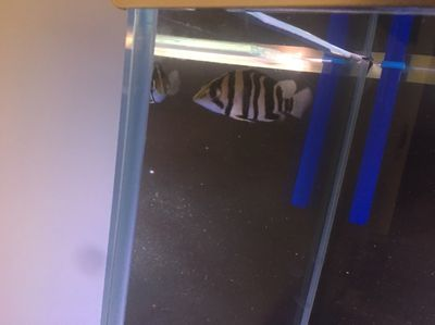 小虎魚不吃食咋辦：\"小虎魚不吃食咋辦\"