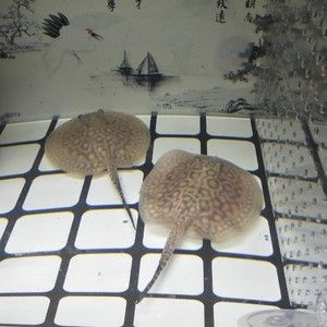 皇冠魟魚吃下沉飼料嗎：皇冠魟魚吃下沉飼料嗎，