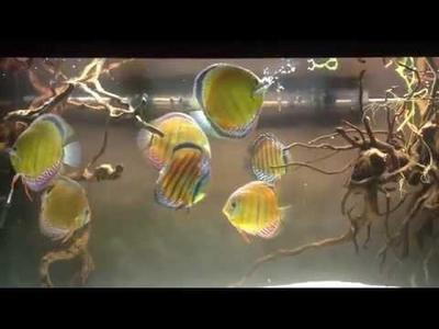 龍魚(yú)怎么搭配好看圖片(龍魚(yú)配什么魚(yú)最上檔次視頻)