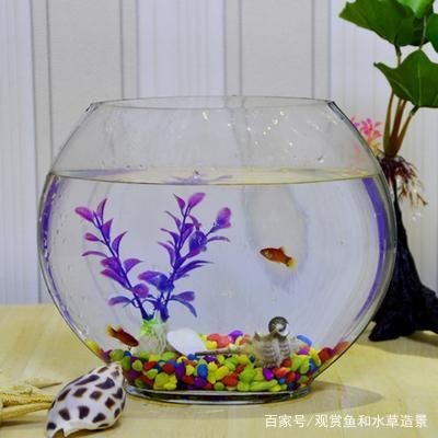 帶蓋魚缸造景圖：帶蓋魚缸造景的養護秘籍 帶蓋魚缸造景圖：帶蓋魚缸造景的養護秘籍 魚缸百科 第2張