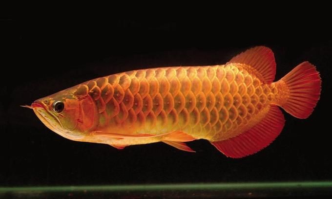龍魚干蝦有營養嗎 超明虎魚 虎魚百科 超明虎魚 超明虎魚 虎魚百科