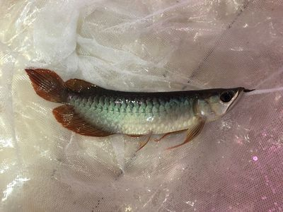 紅龍魚常見病：紅龍魚常見疾病及其癥狀和治療方法