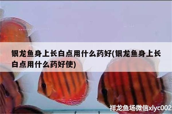 銀龍魚身上長白點用什么藥好(銀龍魚身上長白點用什么藥好使)