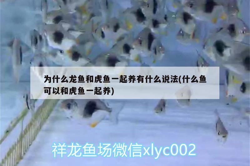 為什么龍魚和虎魚一起養有什么說法(什么魚可以和虎魚一起養) 為什么龍魚和虎魚一起養有什么說法(什么魚可以和虎魚一起養) 虎魚百科