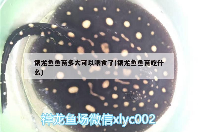 金魚的種類有哪些？，文魚金魚圖片知識分享文魚金魚圖片的特征及品種特征