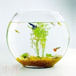 扁的魚缸怎么造景好看視頻：扁形魚缸造景教程